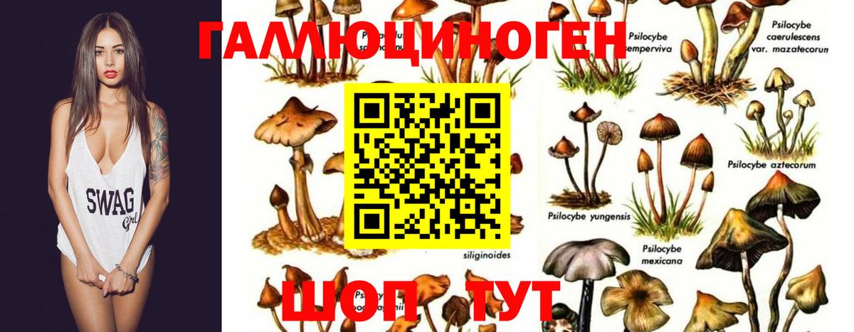 Сызрань  Галлюциногенные грибы Psilocybe  Вход с VPN  Псилоцибиновые грибы Magic Shrooms 